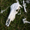 Jigsaw: Cow Skull