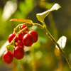 Jigsaw: Cowberry