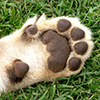 Jigsaw: Cub Paw