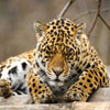 Jigsaw: Cute Cub