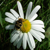 Jigsaw: Daisy Bug