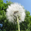 Jigsaw: Dandelion