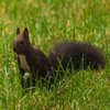 Jigsaw: Dark Squirrel