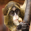 Jigsaw: De Brazza Monkey