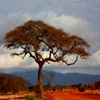 Jigsaw: Desert Tree