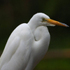 Jigsaw: Egret