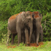 Jigsaw: Elephant Couple