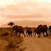 Jigsaw: Elephants