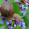 Jigsaw: Flower Snail