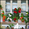 Jigsaw flowers