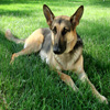 Jigsaw: German Shepherd