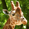 Jigsaw: Giraffe 2