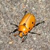 Jigsaw: Grapevine Beetle