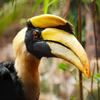 Jigsaw: Great Hornbill