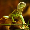 Jigsaw: Green Lizard