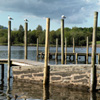 Jigsaw: Gulls