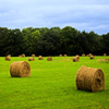 Jigsaw: Harvested Field