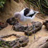 Jigsaw: Heron