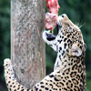 Jigsaw: Hungry Leopard