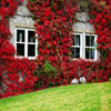 Jigsaw: Ivy House