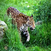 Jigsaw: Jaguar