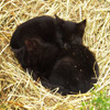 Jigsaw: Kittens Sleeping