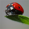 Jigsaw: Ladybug