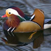 Jigsaw Mandarin Duck