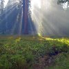 Jigsaw: Meadow