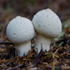 Jigsaw: Mushrooms