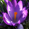 Jigsaw Nature: Crocus