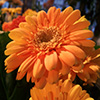 Jigsaw: Orange Large Flower