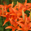 Jigsaw: Orange Lilies