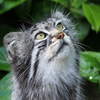 Jigsaw: Pallas Cat