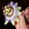 Jigsaw: Passion Flower
