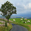 Jigsaw: Pasture
