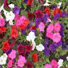 Jigsaw: Petunia