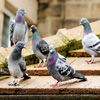 Jigsaw: Pigeons