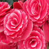 Jigsaw: Pink Camelia