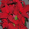 Jigsaw: Poinsettia