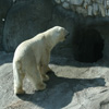 Jigsaw: Polar Bear 3