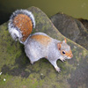 Jigsaw: Posing Squirrel