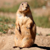 Jigsaw: Prairie Dog