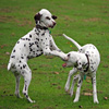 Jigsaw: Puppies Playing