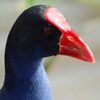 Jigsaw: Purple Swamphen