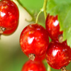 Jigsaw: Red Currant