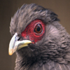 Jigsaw: Red Eye Bird