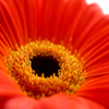 Jigsaw: Red Gerbera