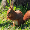 Jigsaw: Red Squirrel