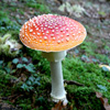 Jigsaw: Red Toadstool
